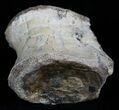 Large Phytosaurus Vertebrae - Redondasaurus #2017-1